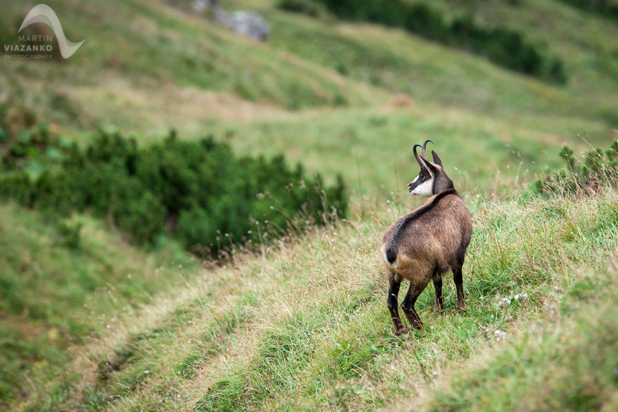 kamzik vrchovský tatranský, rupicapra rupicapra tatrica, chamois, gemse, wildlife, photo, divoká príroda, kamzík alpský, vysoké tatry, foto, high tatras